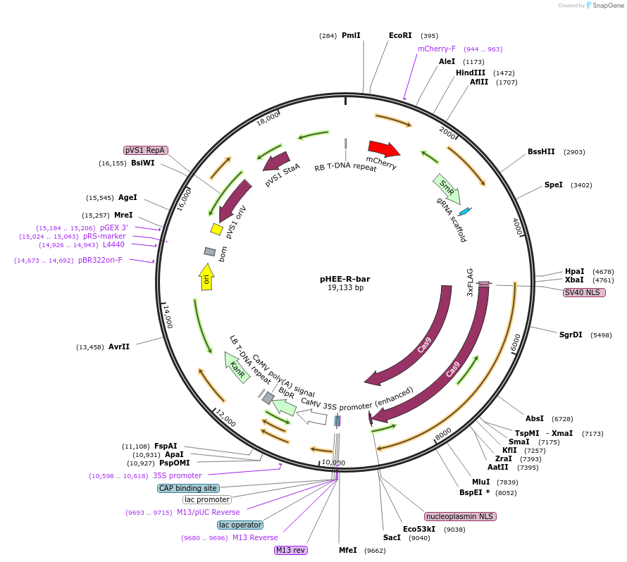 222828-plasmid-map-sequence-id-446478