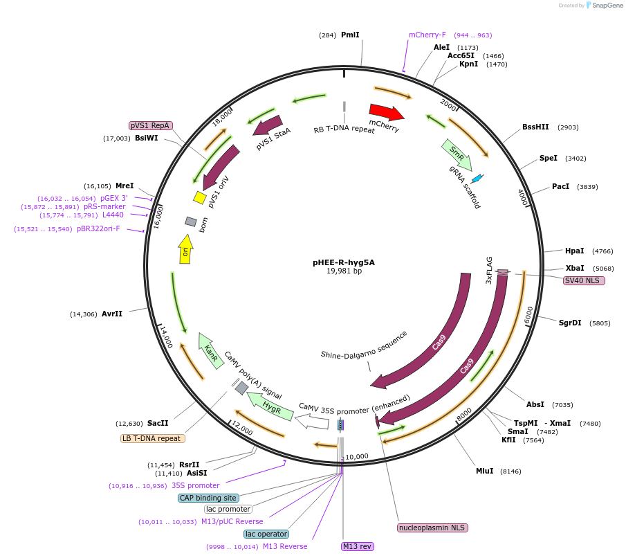 222829-plasmid-map-sequence-id-446479