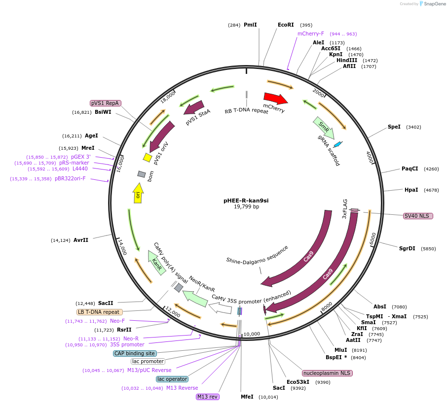 222833-plasmid-map-sequence-id-446484