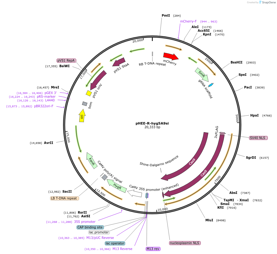222835-plasmid-map-sequence-id-446486