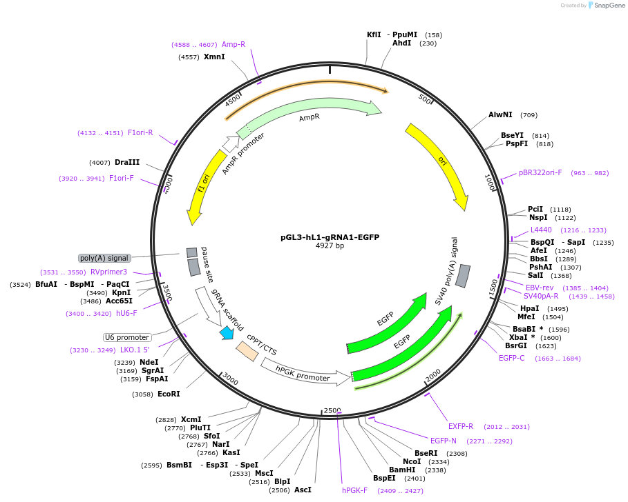 226002-plasmid-map-sequence-id-446495
