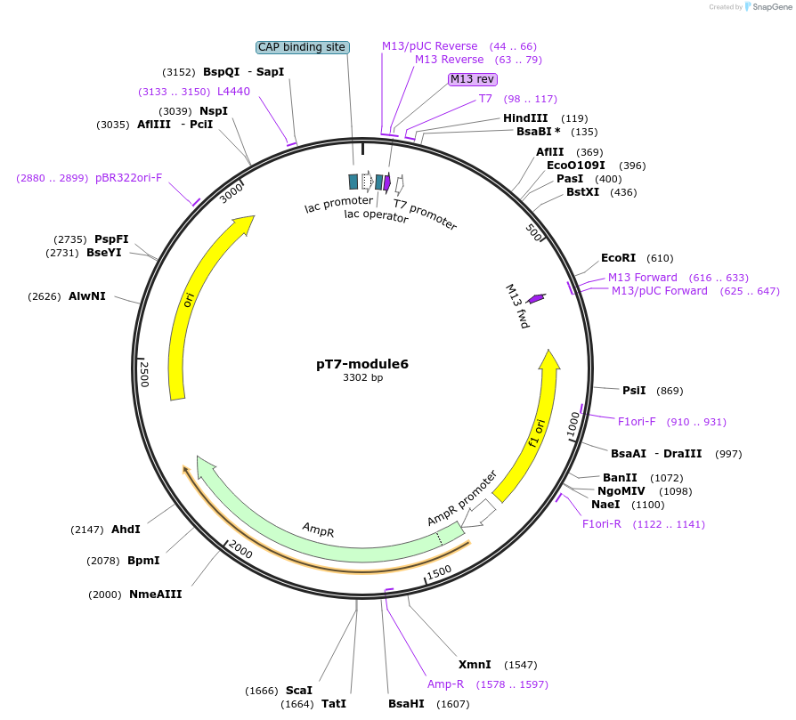 222843-plasmid-map-sequence-id-446499
