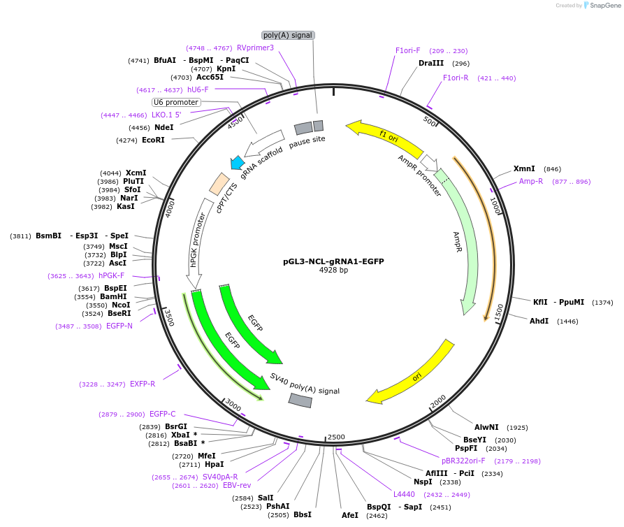 226004-plasmid-map-sequence-id-446500