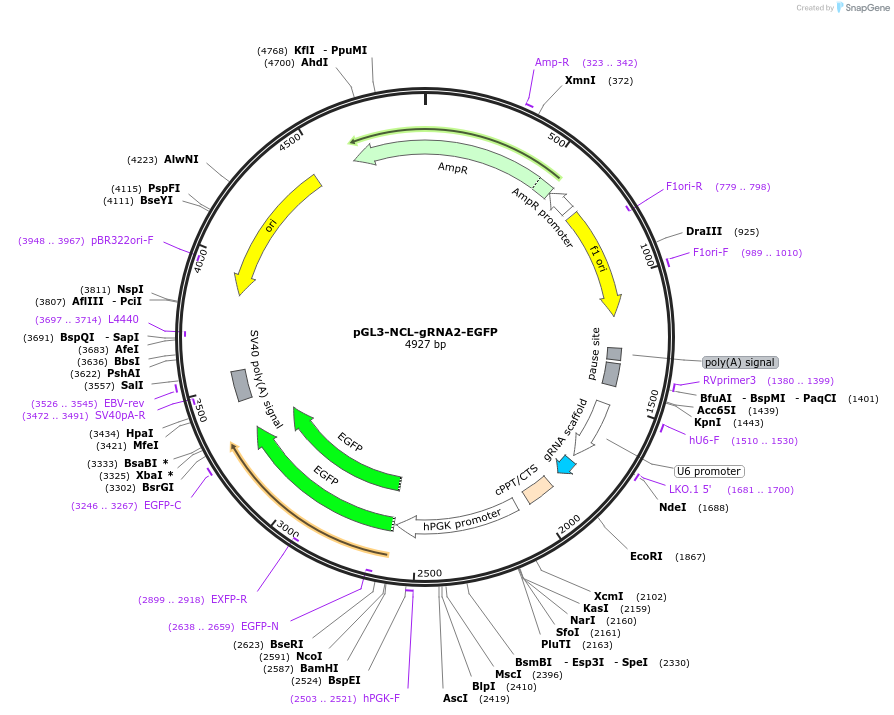 226005-plasmid-map-sequence-id-446503