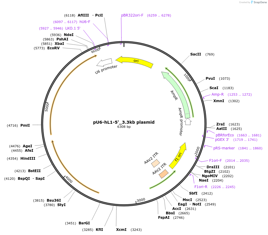 226006-plasmid-map-sequence-id-446505