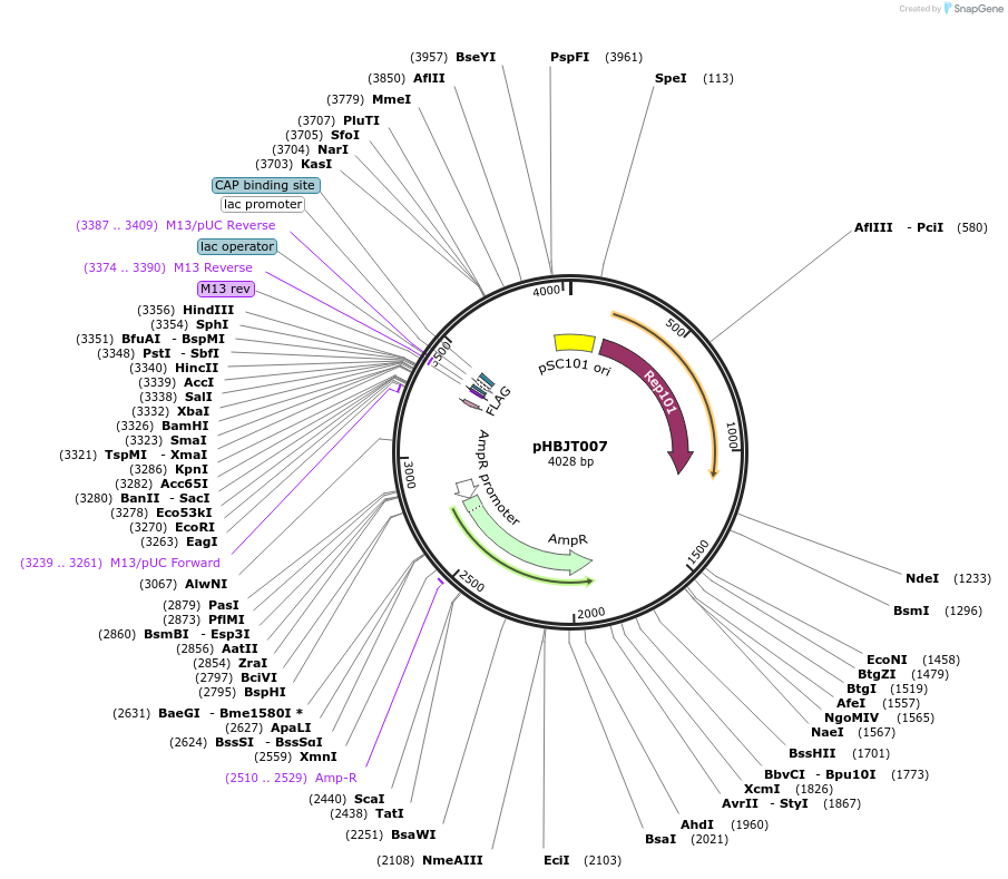 225158-plasmid-map-sequence-id-446507