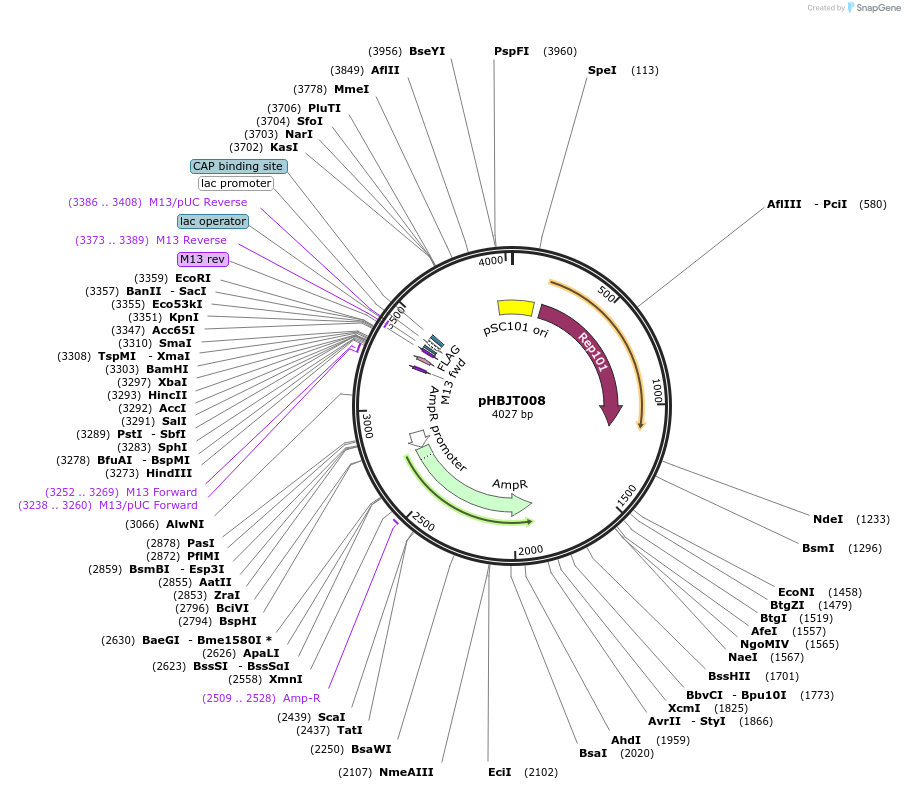 225159-plasmid-map-sequence-id-446508