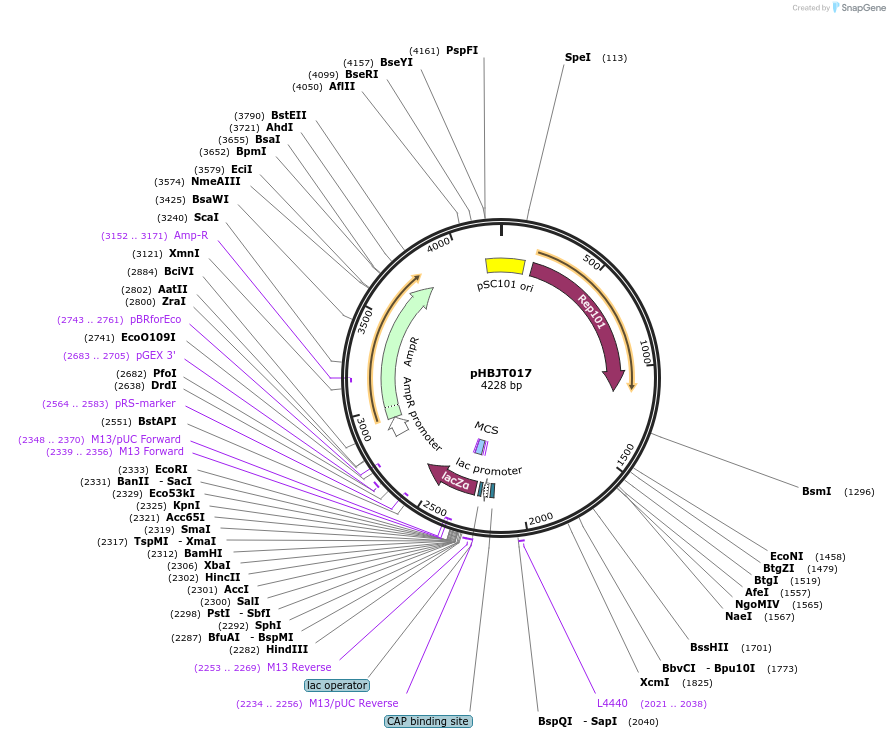 225168-plasmid-map-sequence-id-446509