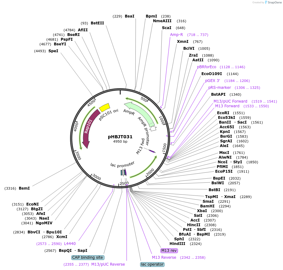 225177-plasmid-map-sequence-id-446510