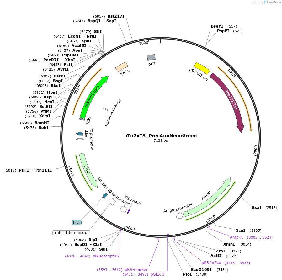 225192-plasmid-map-sequence-id-446512