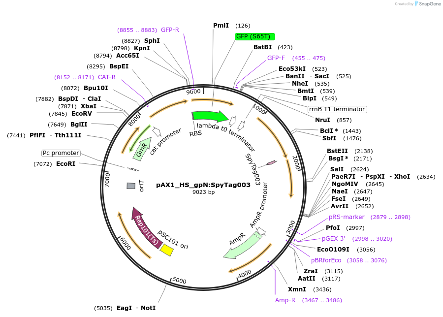 225194-plasmid-map-sequence-id-446514