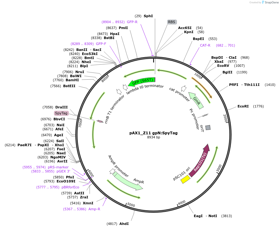 225196-plasmid-map-sequence-id-446516