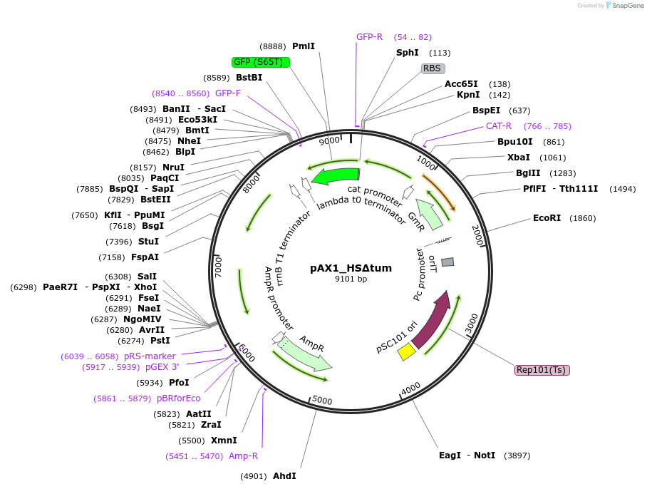 225198-plasmid-map-sequence-id-446517