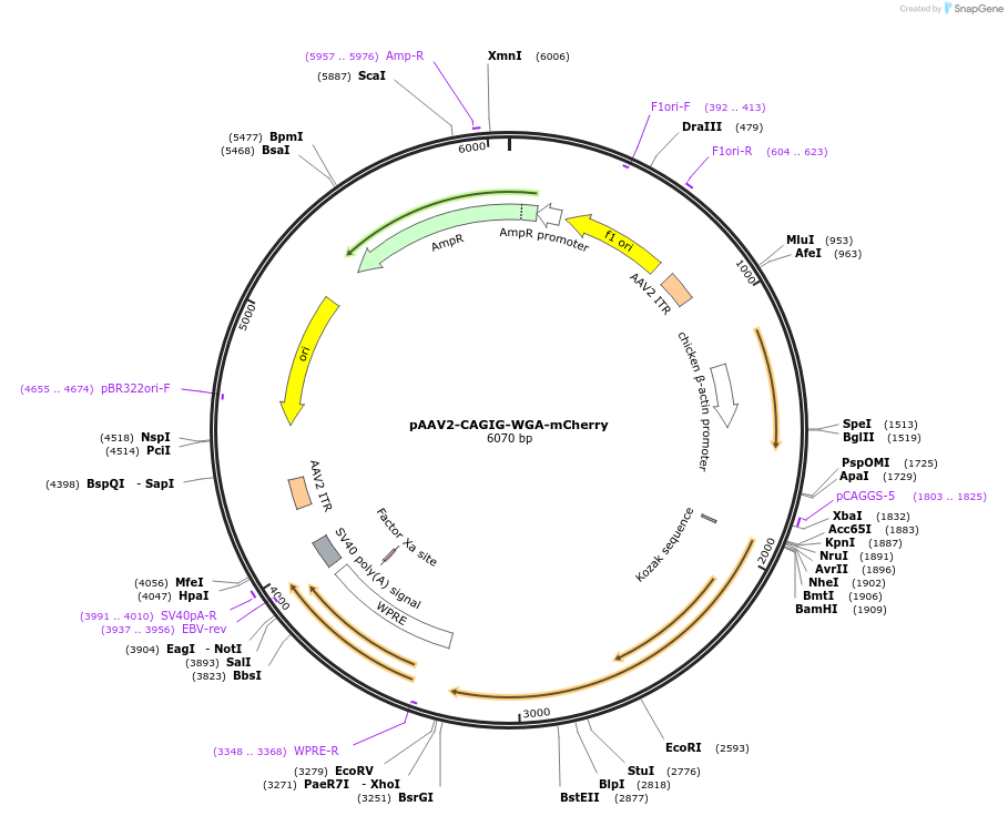 224119-plasmid-map-sequence-id-446520