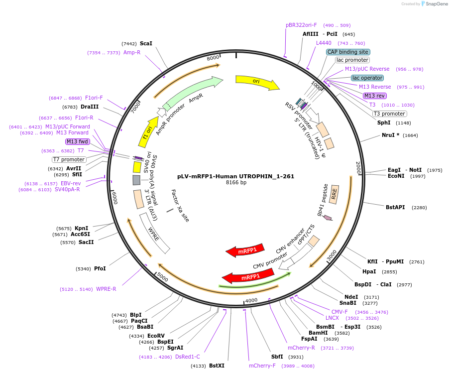 225052-plasmid-map-sequence-id-446521