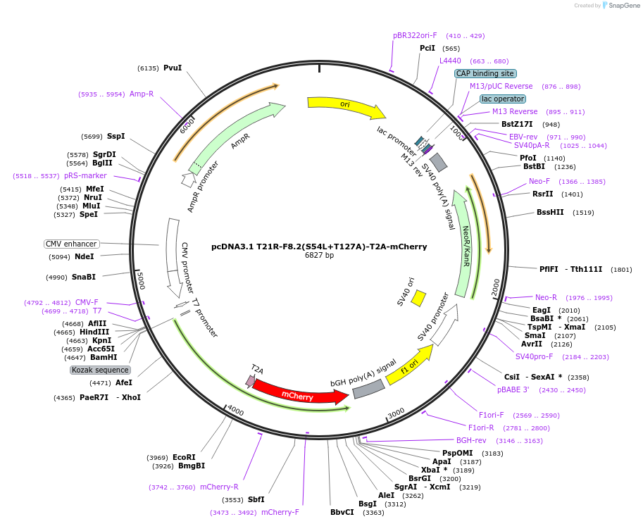 225588-plasmid-map-sequence-id-446522