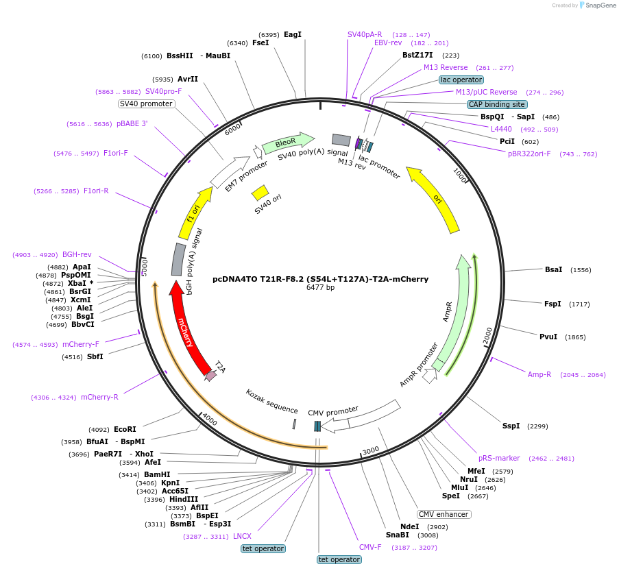 225584-plasmid-map-sequence-id-446523