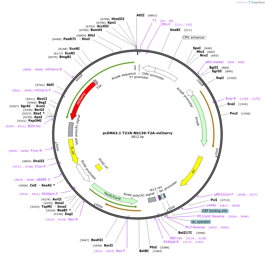 225589-plasmid-map-sequence-id-446524