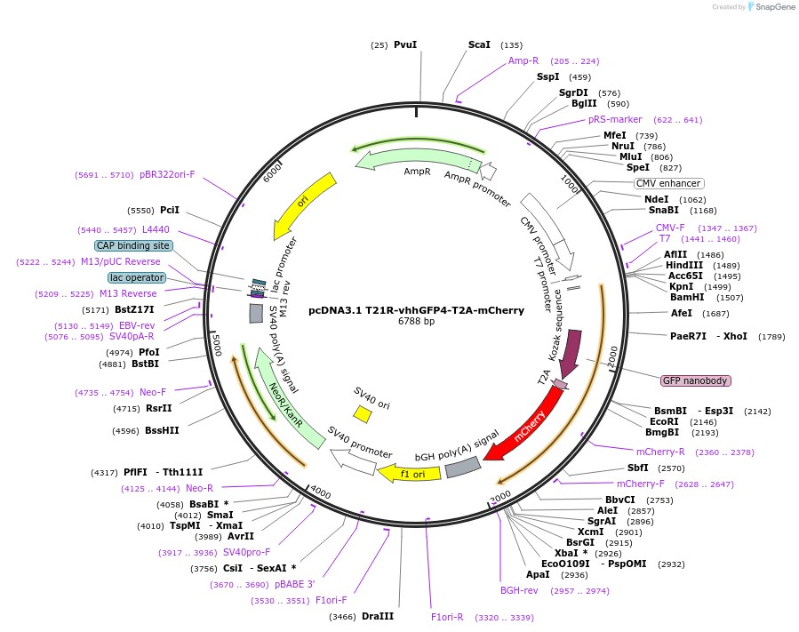 225587-plasmid-map-sequence-id-446525