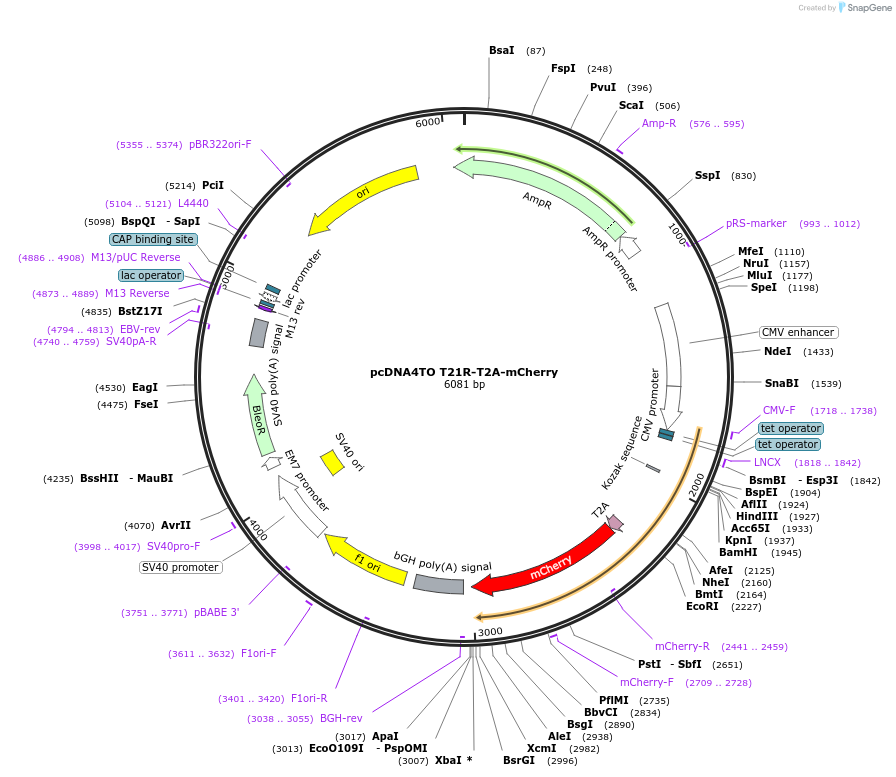 225585-plasmid-map-sequence-id-446526