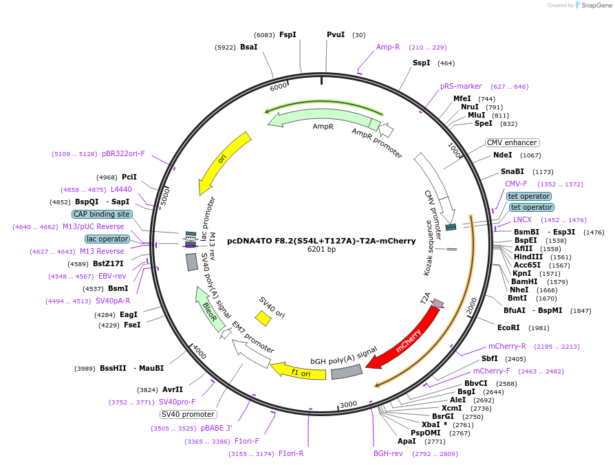 225586-plasmid-map-sequence-id-446527