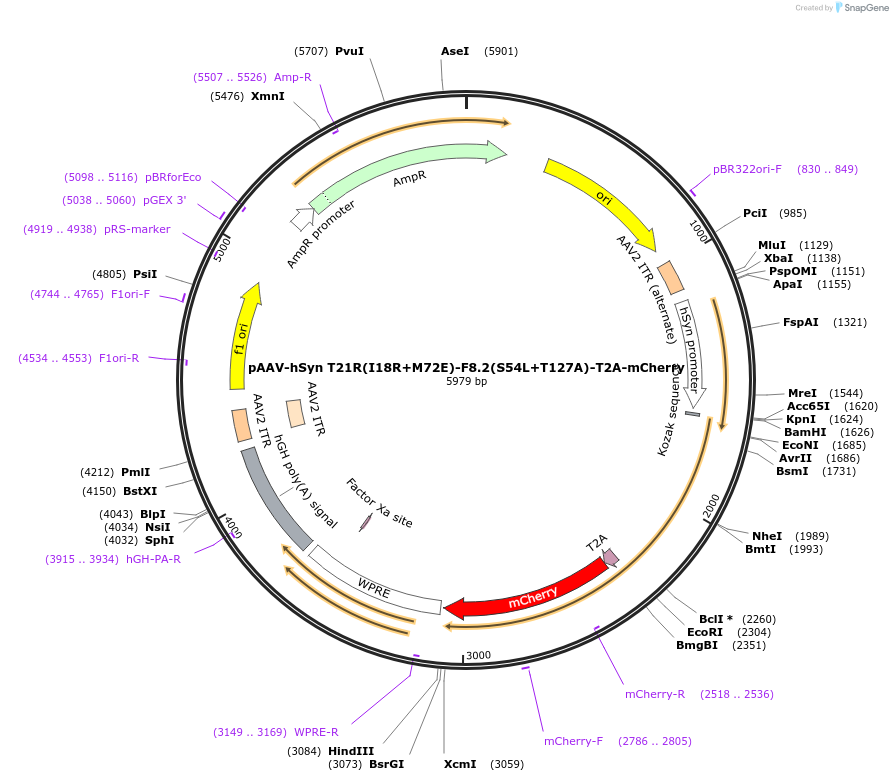 225591-plasmid-map-sequence-id-446528