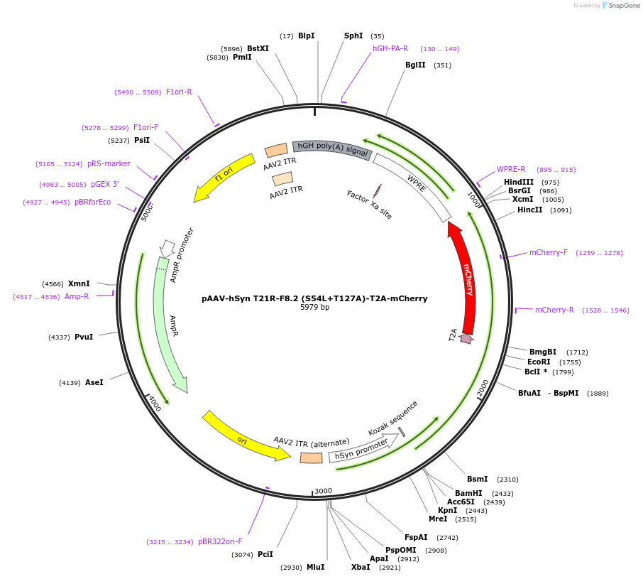 225590-plasmid-map-sequence-id-446529