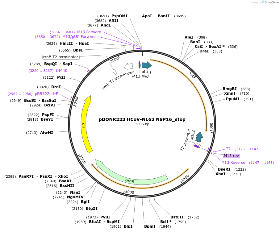 168681-plasmid-map-sequence-id-446555