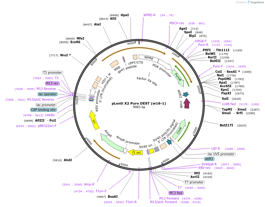 17296-plasmid-map-sequence-id-446556