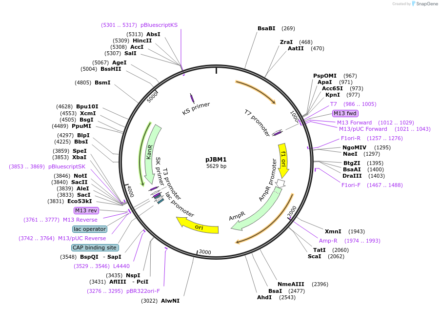 225288-plasmid-map-sequence-id-446577