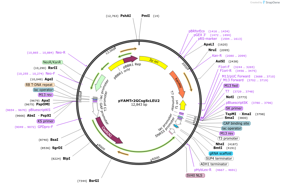 224868-plasmid-map-sequence-id-446582