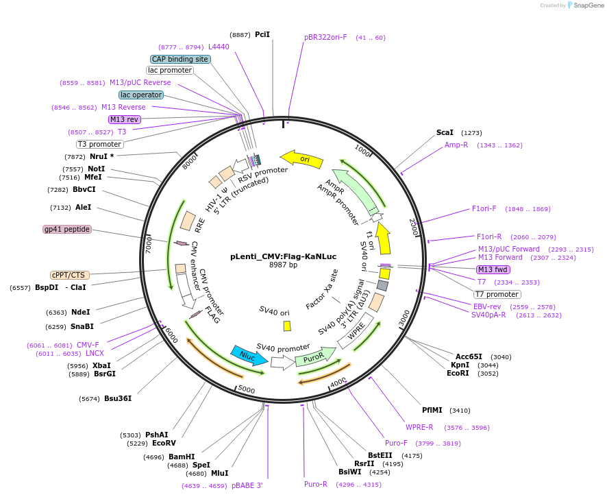 208855-plasmid-map-sequence-id-446599
