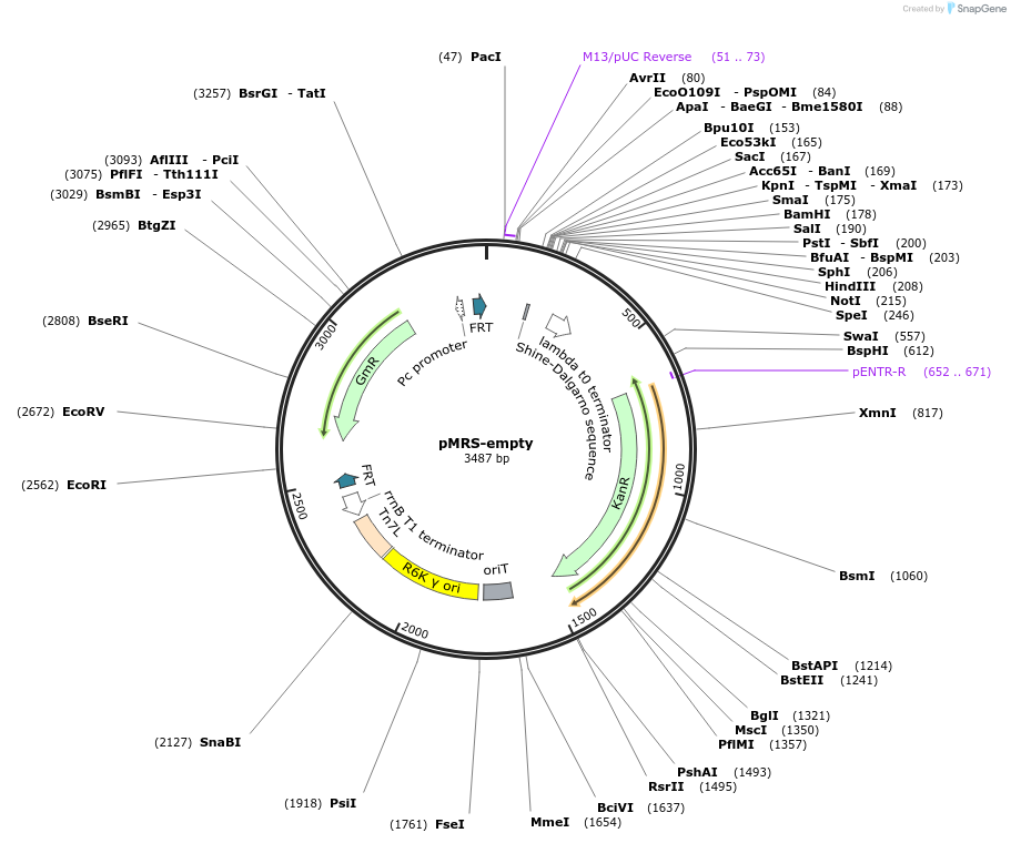 220203-plasmid-map-sequence-id-446607