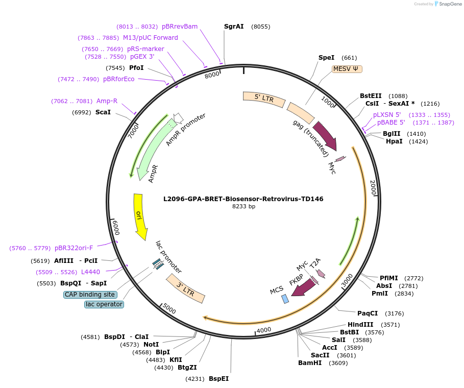 222878-plasmid-map-sequence-id-446610