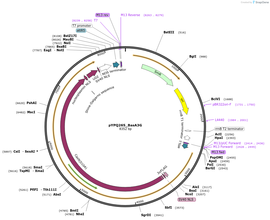 225145-plasmid-map-sequence-id-446615