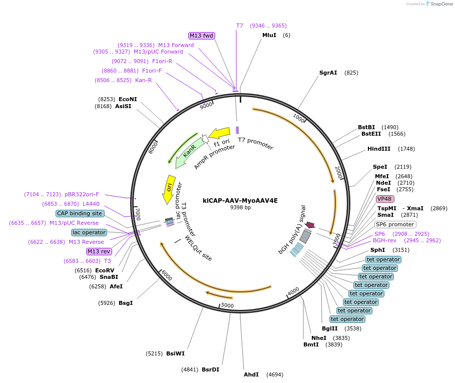 224452-plasmid-map-sequence-id-446621