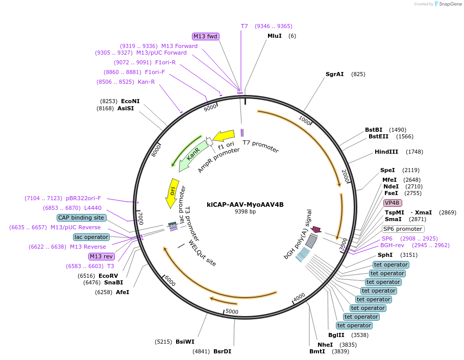 224449-plasmid-map-sequence-id-446626