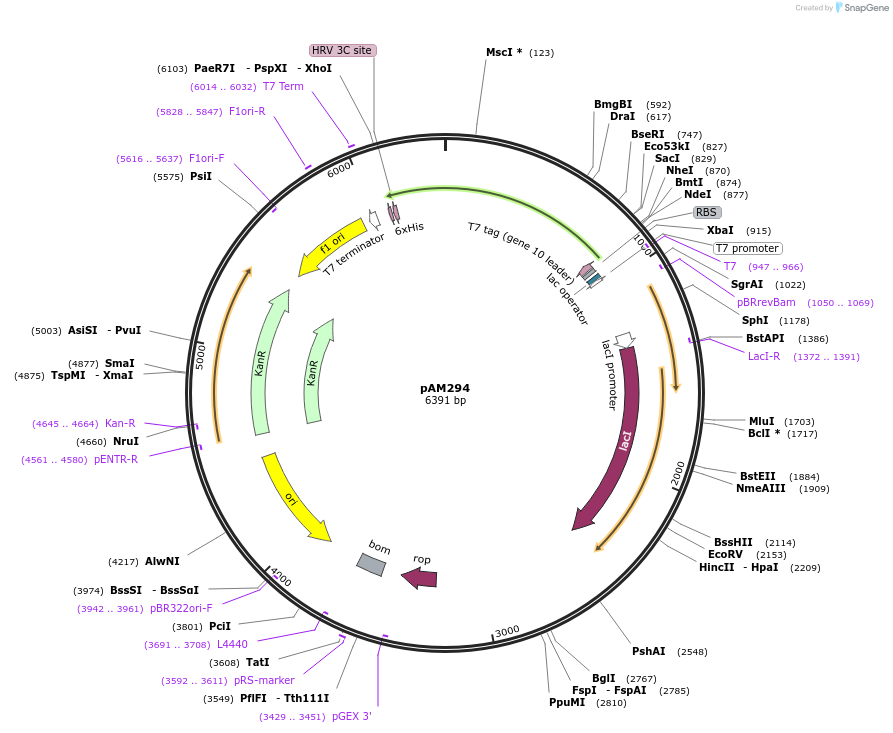 226130-plasmid-map-sequence-id-446632