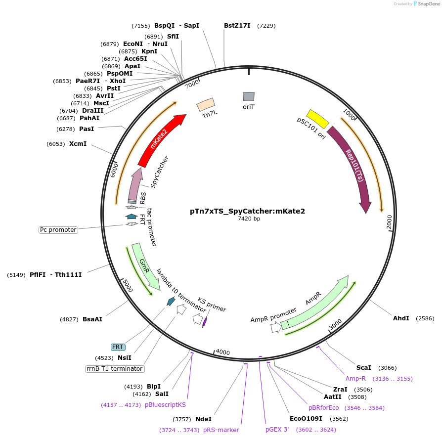 225188-plasmid-map-sequence-id-446637