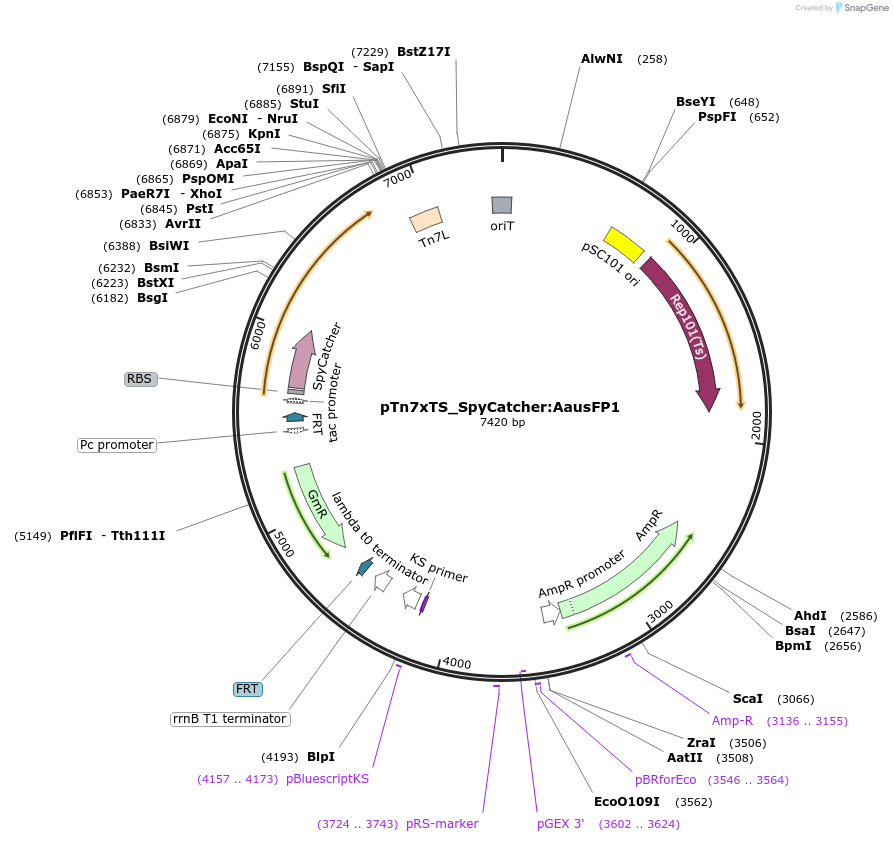 225186-plasmid-map-sequence-id-446638