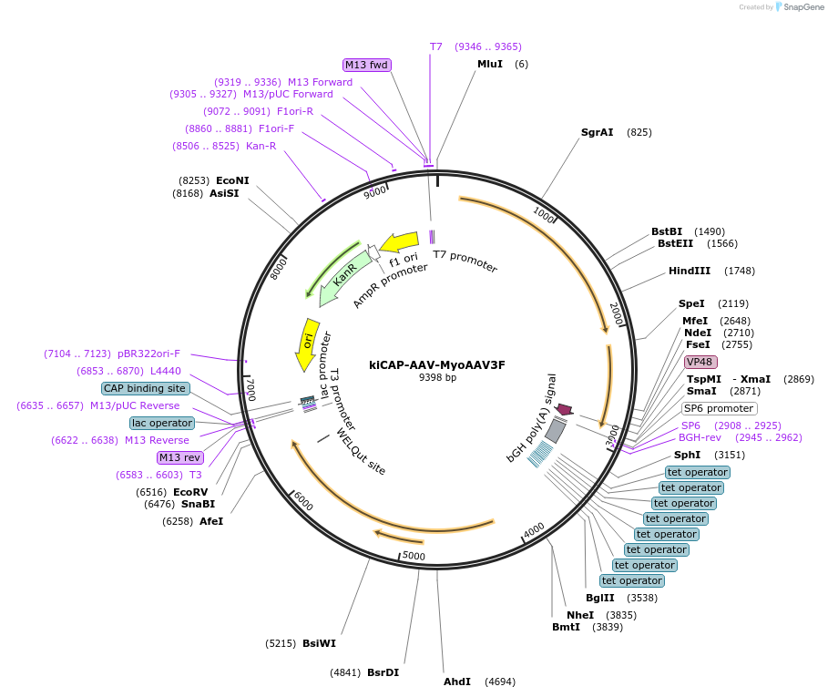 224447-plasmid-map-sequence-id-446643