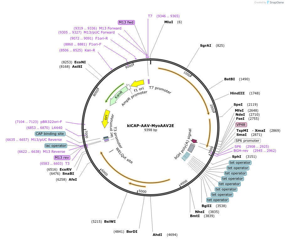 224441-plasmid-map-sequence-id-446663