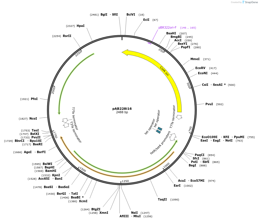 209738-plasmid-map-sequence-id-446694