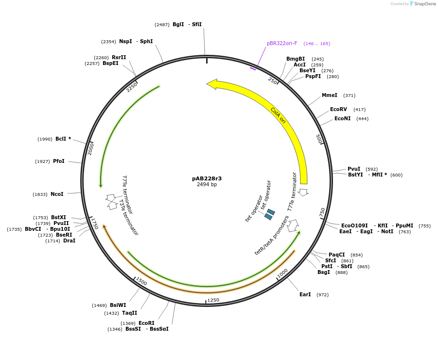 209741-plasmid-map-sequence-id-446696