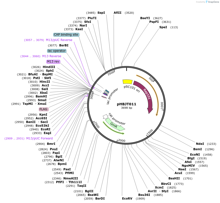 225162-plasmid-map-sequence-id-446700