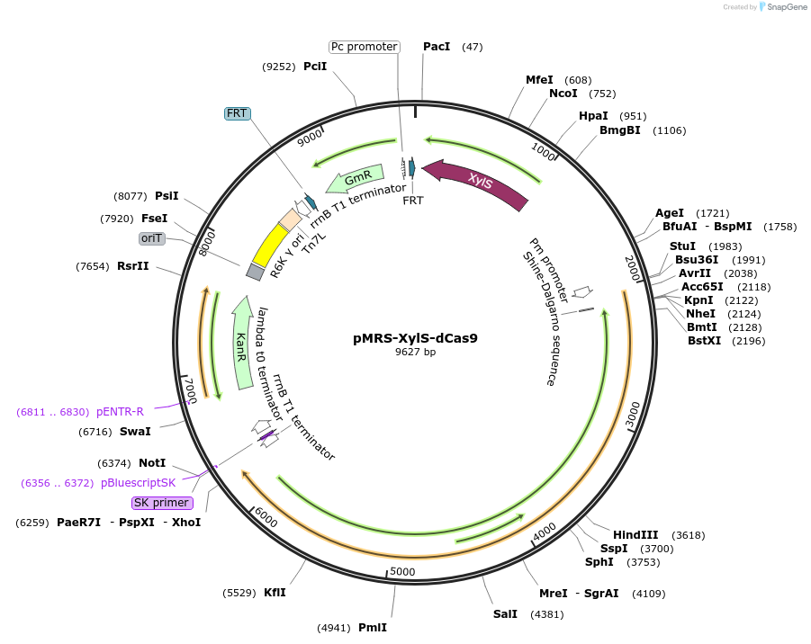 220196-plasmid-map-sequence-id-446713