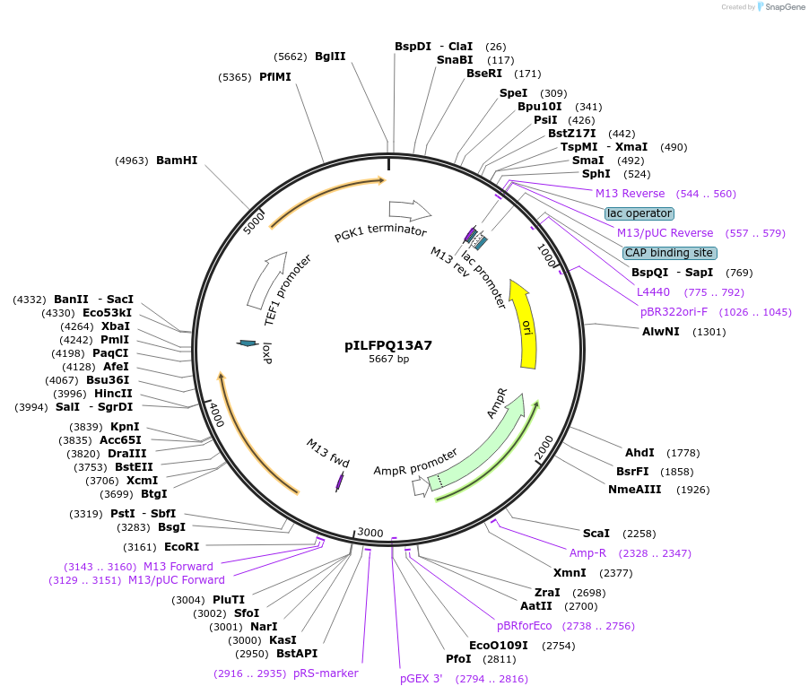223837-plasmid-map-sequence-id-446736