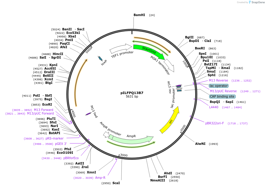 223838-plasmid-map-sequence-id-446738