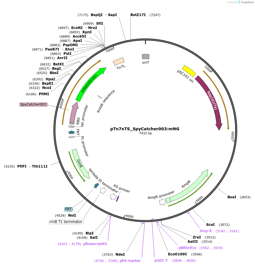 225190-plasmid-map-sequence-id-446744