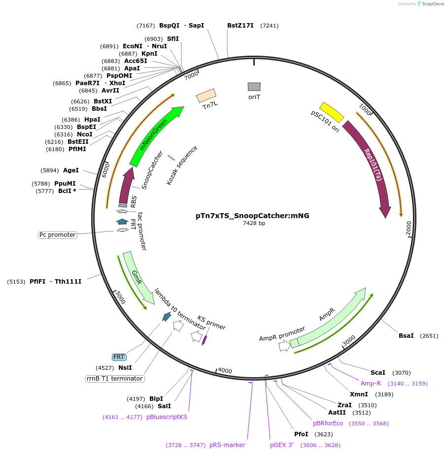225191-plasmid-map-sequence-id-446746